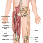 Understanding Quadriceps Anatomy