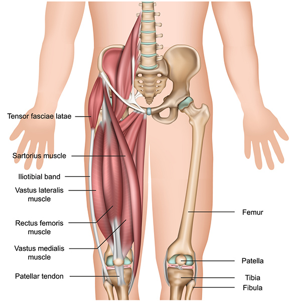 Understanding Quadriceps Anatomy
